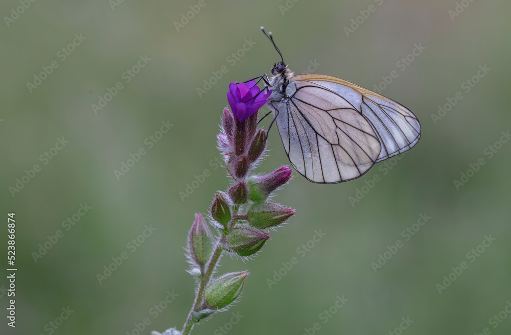 Hawthorn Butterfly (Aporia crataegi) on plant Hawthorn Butterfly (Aporia crataegi) on plant