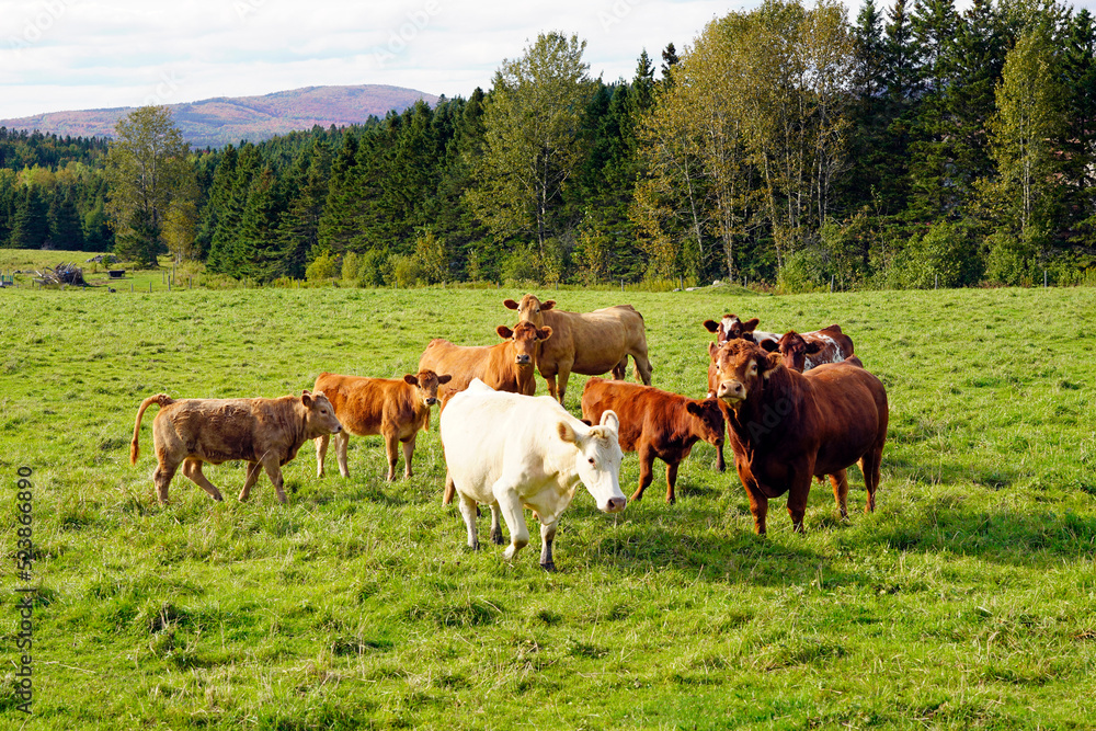 Herd of cows in farm pasture
