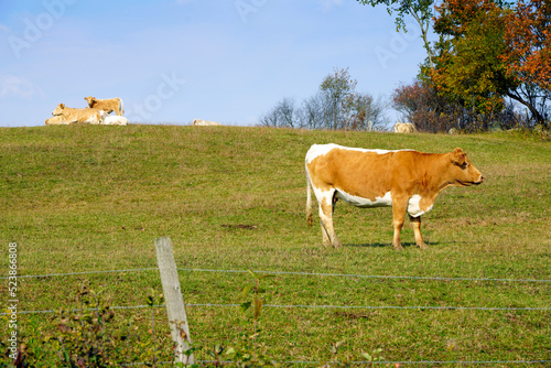 Guernsey cattle cows in a field photo