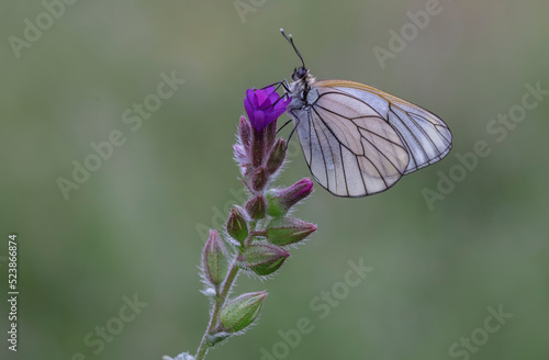 Hawthorn Butterfly (Aporia crataegi) on plant