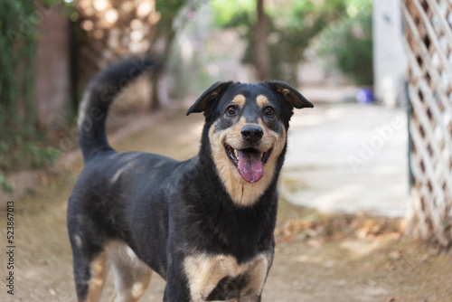 Quadro su tela Smiling black and tan mixed breed rescue dog wags her curly tail waiting for the