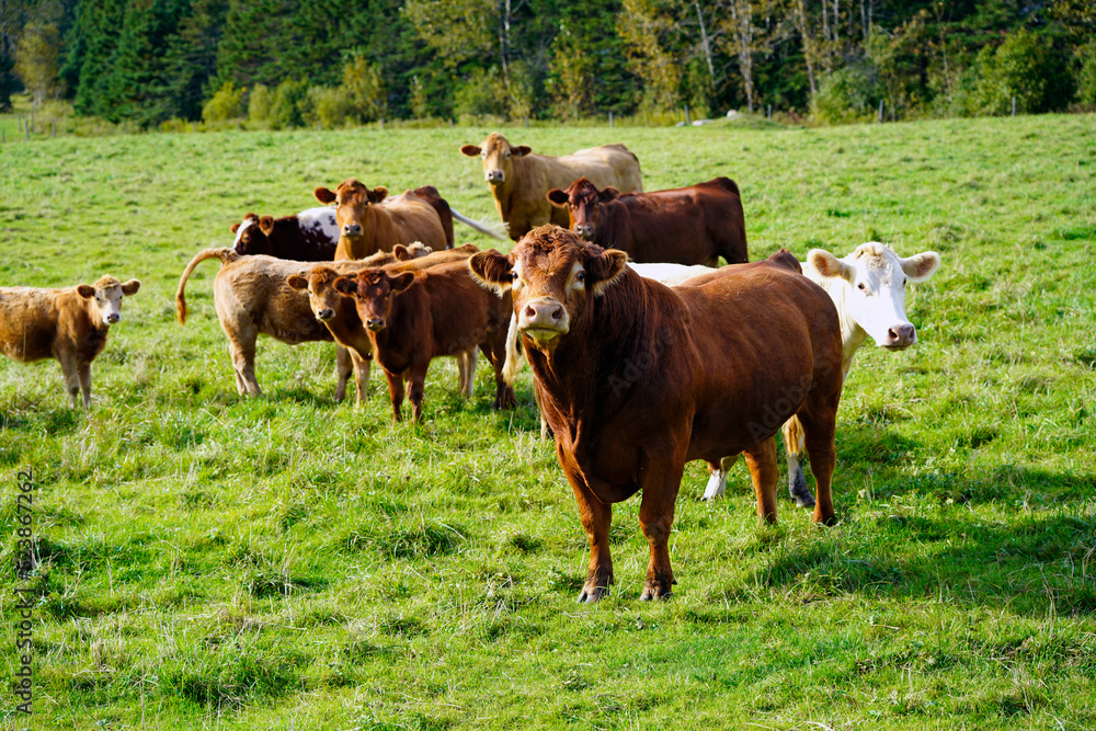 Brown Limousin cattle male with herd of cows Brown Limousin cattle male with herd of cows