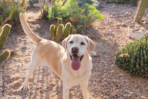 Smiling pedigreed champion golden retriever dog wags his tail in cactus botanical garden for early morning pet portraits photo