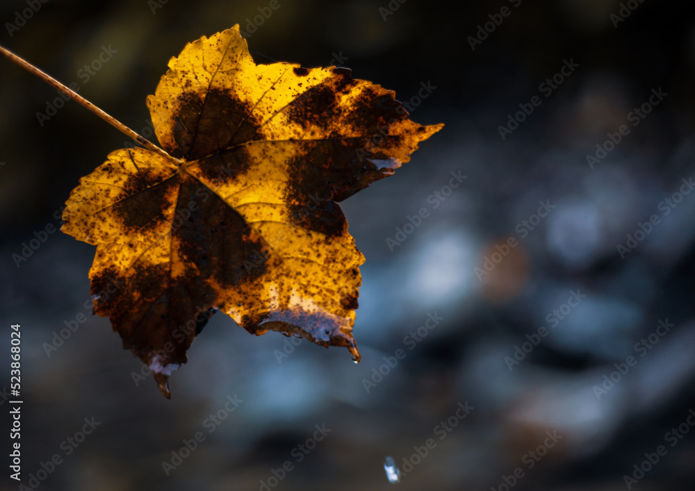 autumn leaves in the snow