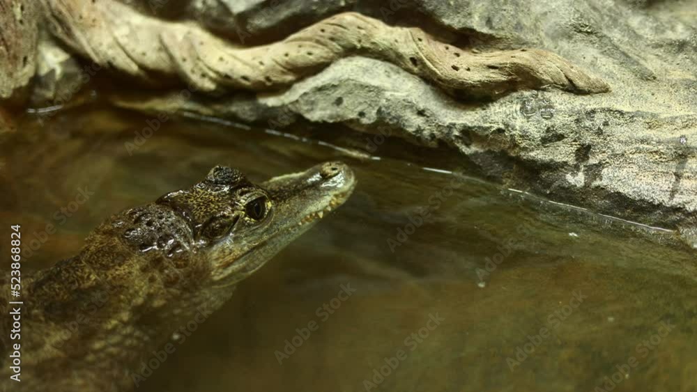 close up of crocodile head above the water surface. A dangerous reptile peeps out of the water. Smooth-fronted caiman, Paleosuchus trigonatus. caiman look in terrarium. close up of crocodile head above the water surface. A dangerous reptile peeps out of the water. Smooth-fronted caiman, Paleosuchus trigonatus. caiman look in terrarium.