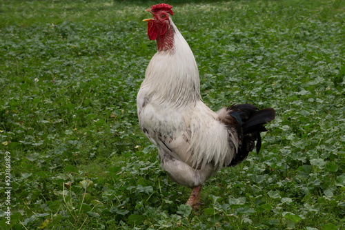 rooster in the grass