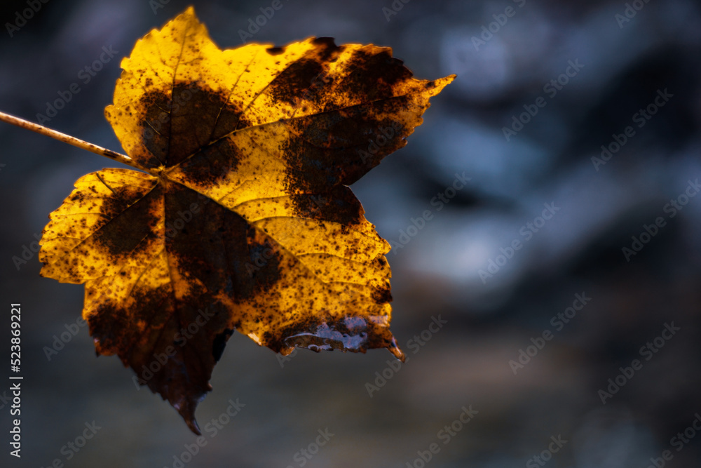 autumn leaves on the ground