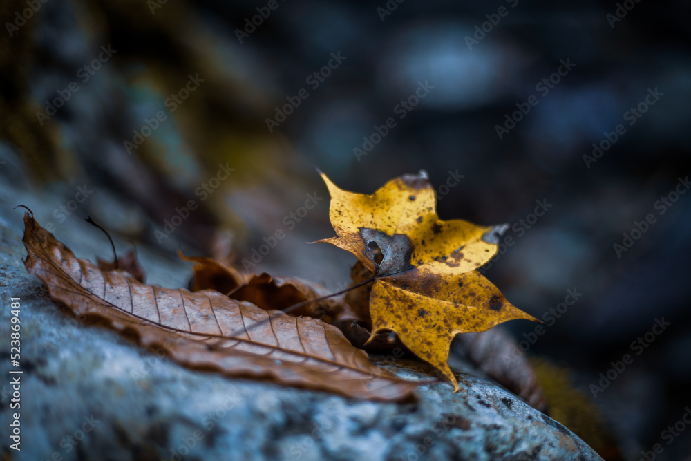 autumn leaves in the forest