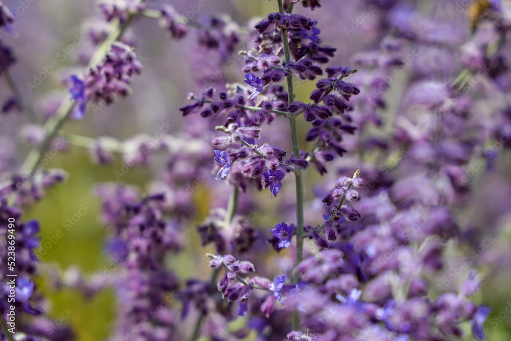Salvia yangii, previously known as Perovskia atriplicifolia and commonly called Russian sage, is a flowering herbaceous perennial plant and subshrub. Salvia yangii, previously known as Perovskia atriplicifolia and commonly called Russian sage, is a flowering herbaceous perennial plant and subshrub.