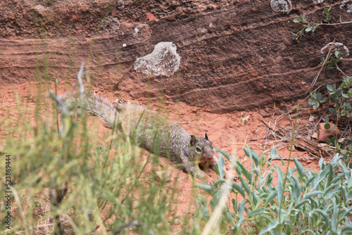 Ammospermophilus nelsoni San Joaquin antelope squirrel slides in for a home run mouth agape arms outstretched in the red Utah desert  photo