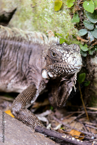 the iguana in the forest, wild nature