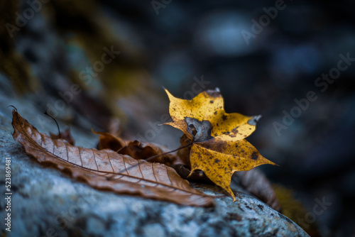 Obraz na płótnie autumn leaves in the forest w salonie