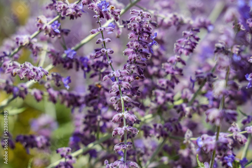 Salvia yangii  previously known as Perovskia atriplicifolia and commonly called Russian sage  is a flowering herbaceous perennial plant and subshrub.