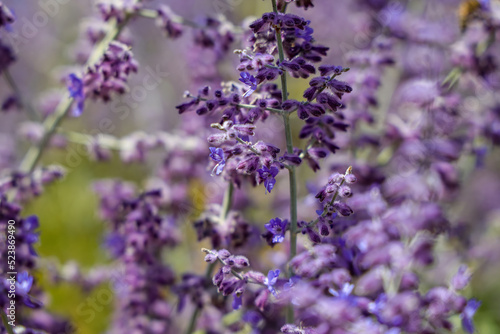 Salvia yangii, previously known as Perovskia atriplicifolia and commonly called Russian sage, is a flowering herbaceous perennial plant and subshrub.
