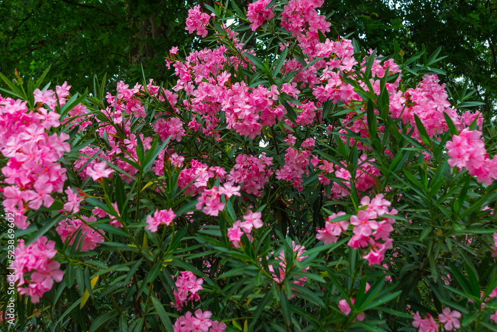 TBILISI, GEORGIA: Beautiful pink flowers in Leonidze Park