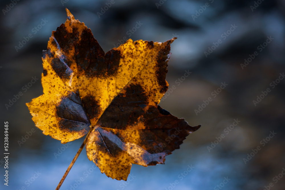 autumn leaves on the ground