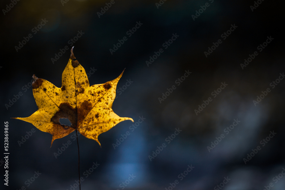 maple leaf on the ground