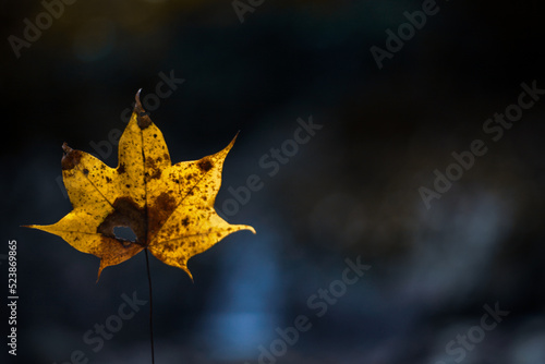 Obraz na płótnie maple leaf on the ground w salonie
