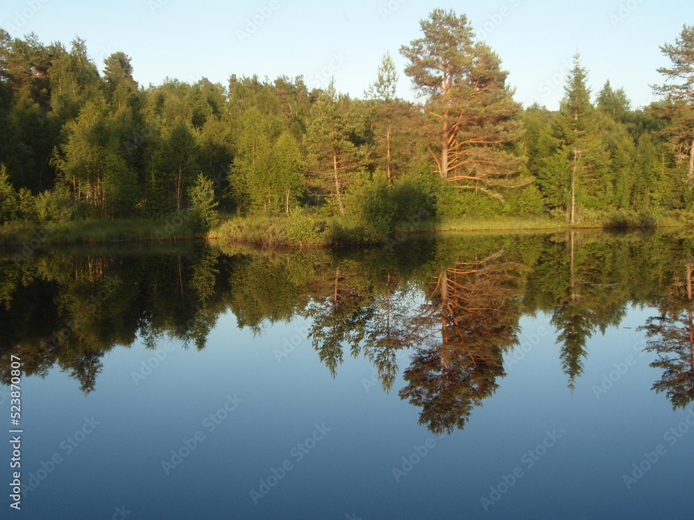 Tree reflected in water