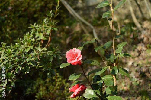 Fiori e alberi di camelia in una piantagione.