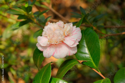 Fiori e alberi di camelia in una piantagione.