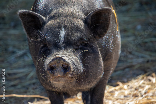 A Black Pot Belly Pig on a Farm photo