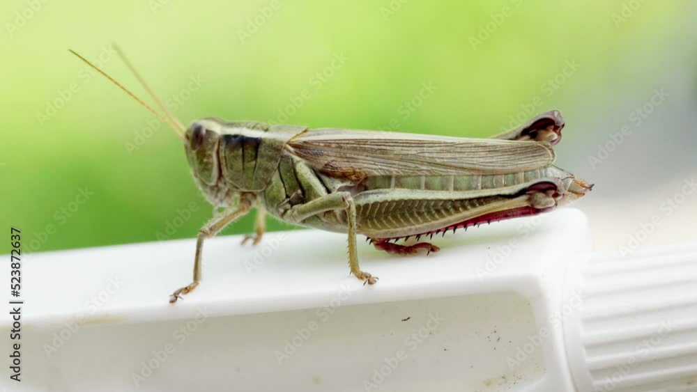 Grasshopper moving slowly on white plastic