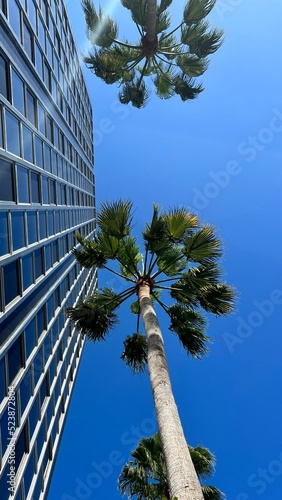 una palmera y un edificio en miami, mixtura de naturaleza con ciudad en tamaño historia para redes sociales