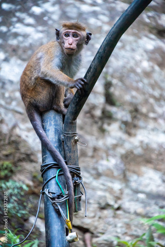 white-tailed macaque sitting on a light