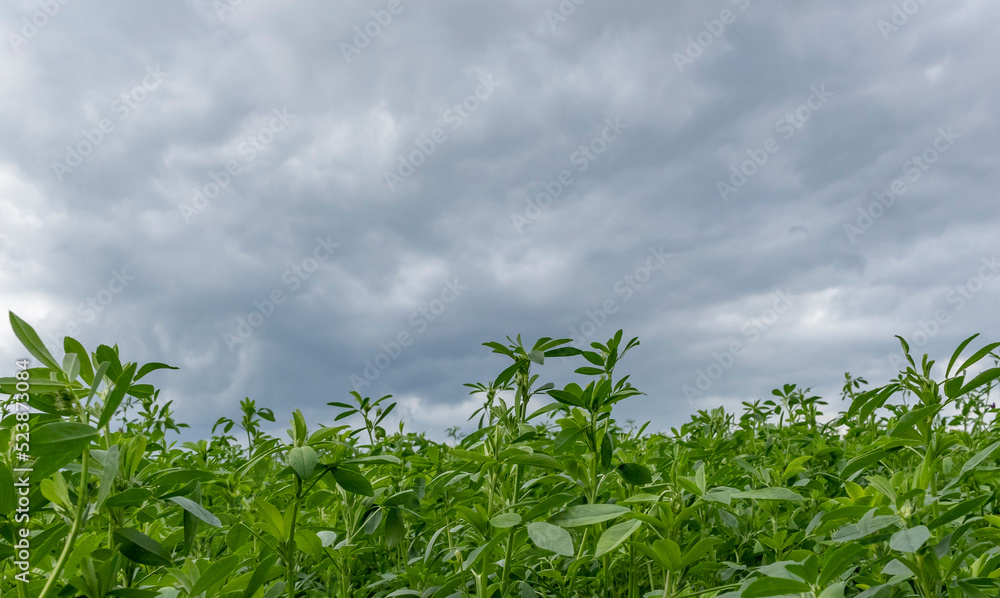 Alfalfa stems against dark storm clouds. Alfalfa stems against dark storm clouds.