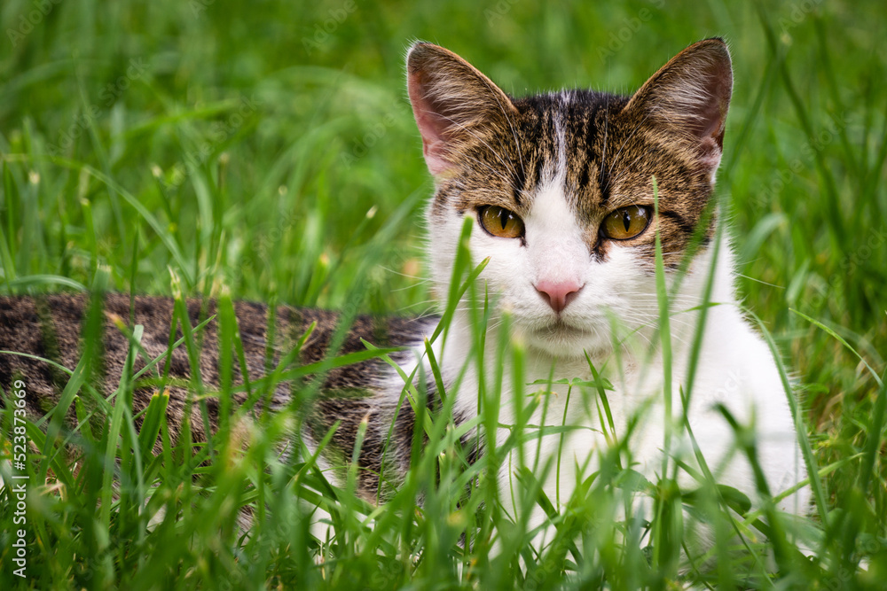cat on grass cat on grass