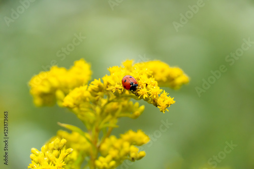 A red ladybug is perched at the edge of a bright yellow wildflower.  The details of the lady bug are in clear focus.  The yellow flower is in a green meadow.  © s.botkinphotography