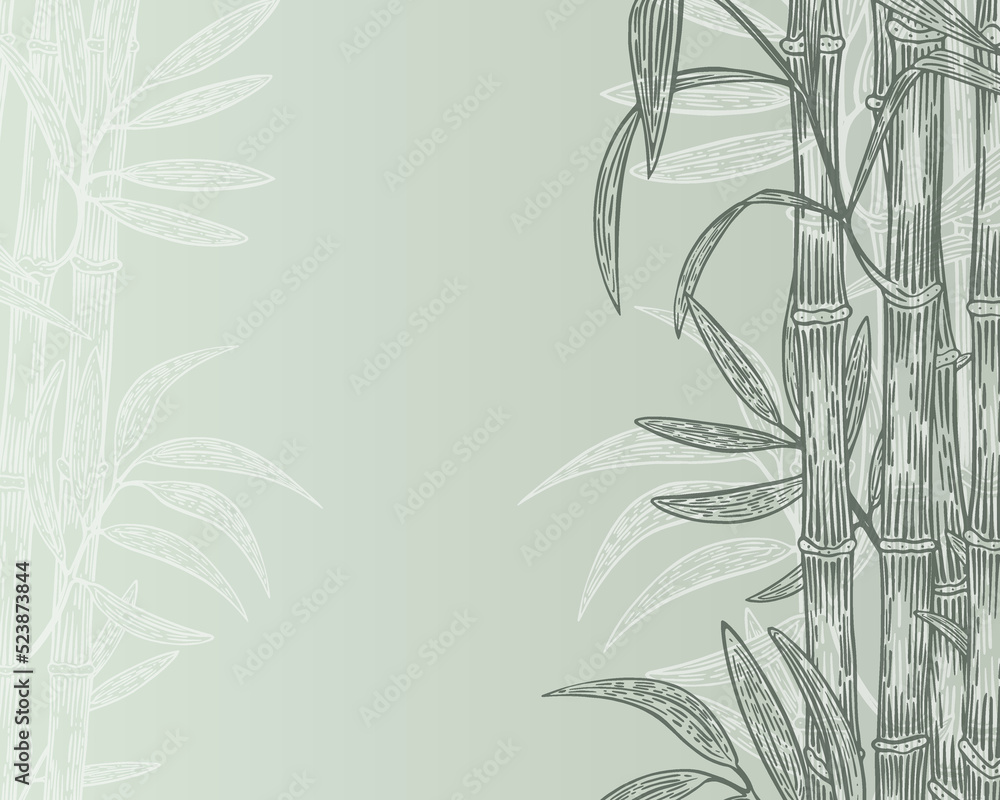 banner background bamboo sketch hand drawn vector