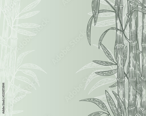 Fototapeta Naklejka Na Ścianę i Meble -  banner background bamboo sketch hand drawn vector