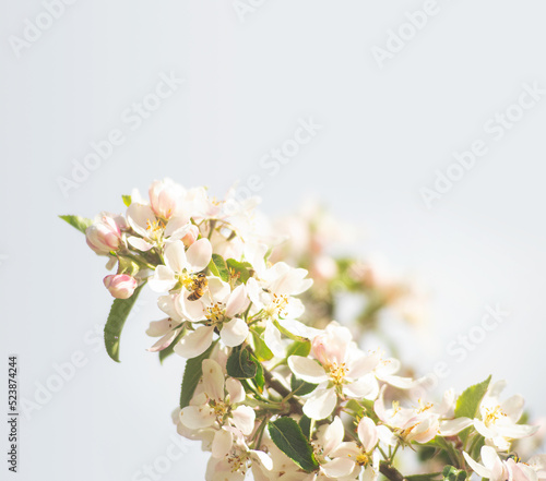 bee sitting on white apple blossom