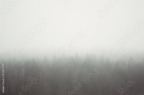 Fototapeta Naklejka Na Ścianę i Meble -  fog in the forest