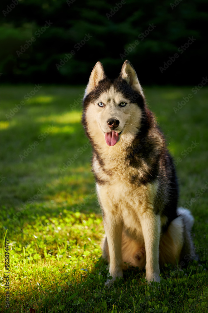 Portrait of a siberian husky dog on a meadow.
