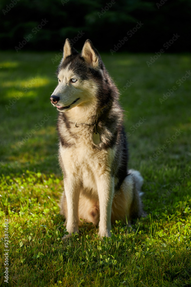 Portrait of a siberian husky dog on a meadow.