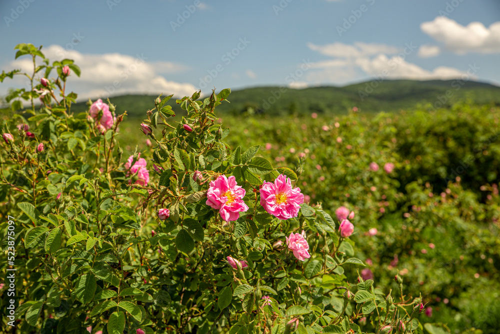 Rosa damascena fields Damask rose, rose of Castile rose hybrid, derived from Rosa gallica and Rosa moschata. Bulgarian rose valley near Kazanlak, Bulgaria.