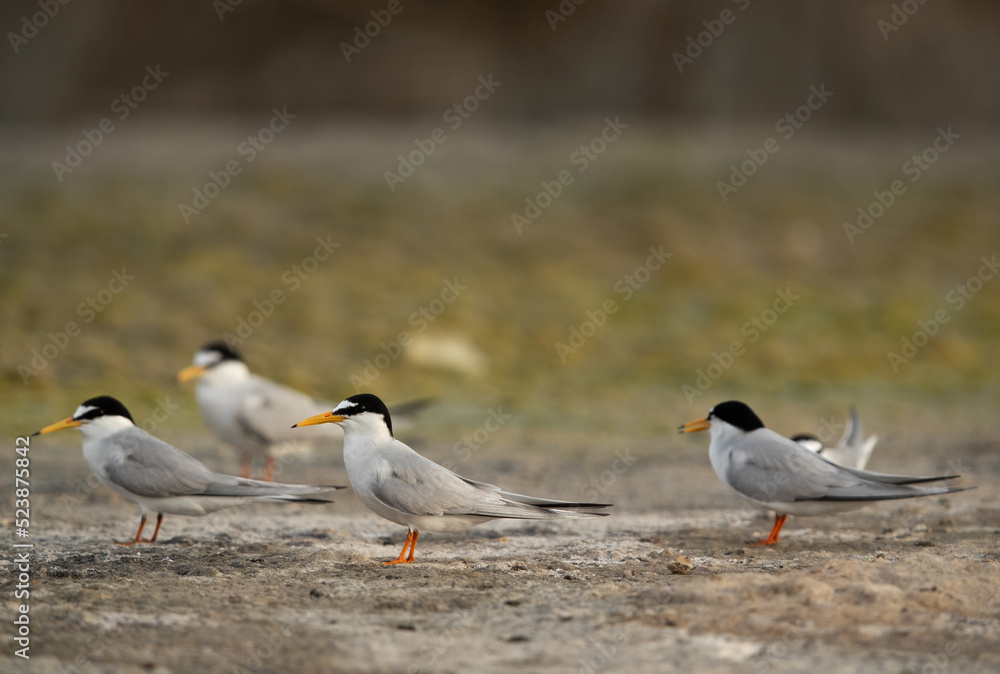 Little Terns perched on ground Asker marsh, Bahrain Little Terns perched on ground Asker marsh, Bahrain