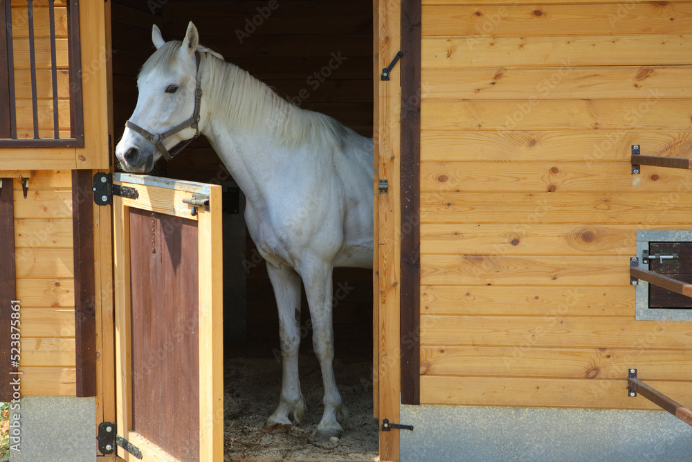 White horse rest in wooden stable