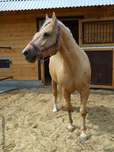 Beauty cremello pony portrait in the ranch  