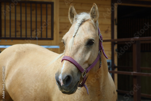 Beauty cremello pony portrait in the ranch   © horsemen
