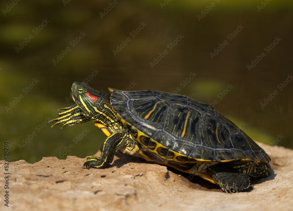 Red-eared slider basking in sun at Adhari canal, Bahrain Red-eared slider basking in sun at Adhari canal, Bahrain