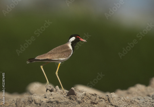 Portrait of a Red-wattled lapwing at Adhari, Bahrain