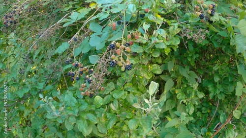 Wallpaper Mural Ripe Blackberries Picked by Hand 4K UHD. Picking fresh, ripening blackberries off the bush. 4K, UHD.
 Torontodigital.ca