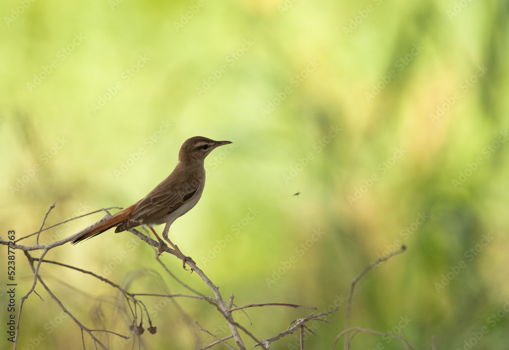 Rufous-tailed Scrub Robin on green at Hamala, Bahrain Rufous-tailed Scrub Robin on green at Hamala, Bahrain