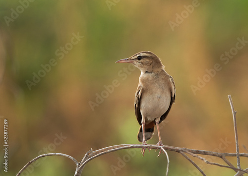 Portrait of a Rufous-tailed Scrub Robin at Hamala, Bahrain