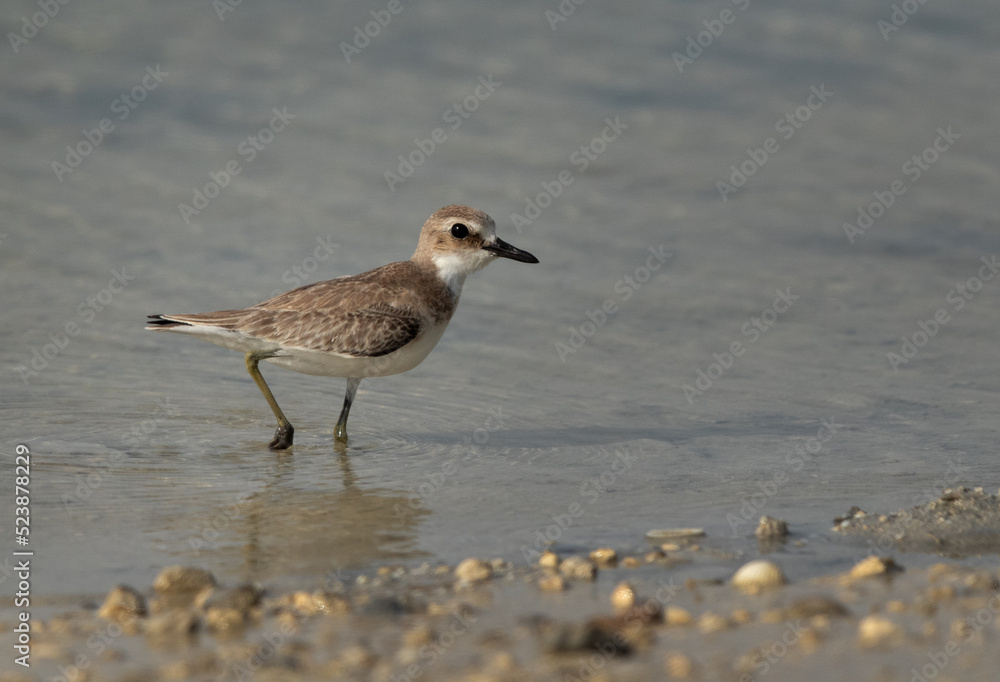 Portrait of a Greater sand plover at Busaiteen coast of Bahrain Portrait of a Greater sand plover at Busaiteen coast of Bahrain
