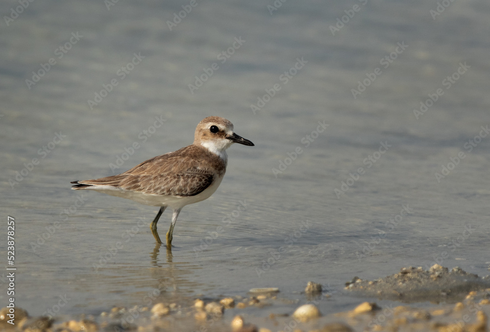  Closeup of a Greater sand plover at Busaiteen coast of Bahrain
